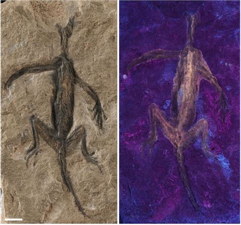 dinosaurs fossils are fake|Modern palaeontology keeps unmasking fossil forgeries – and a .